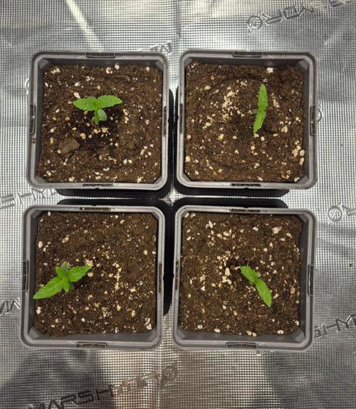 Watermelon Emoji & Pamellowz. Week 1 - Day 7