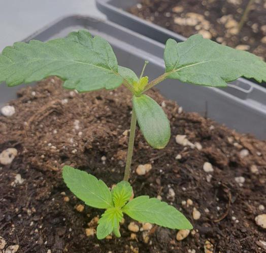 Watermelon Emoji & Pamellowz. Week 2 - Mutation on Pamellowz 