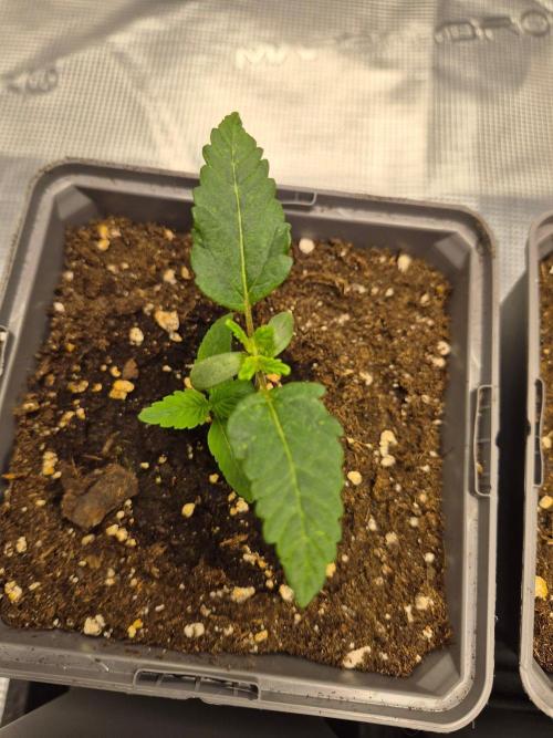 Watermelon Emoji & Pamellowz. Week 2 - Mutation on Pamellowz 