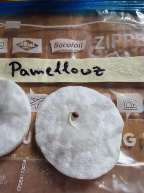 Watermelon Emoji & Pamellowz. Week 2 - After germination, Pamellowz 3
