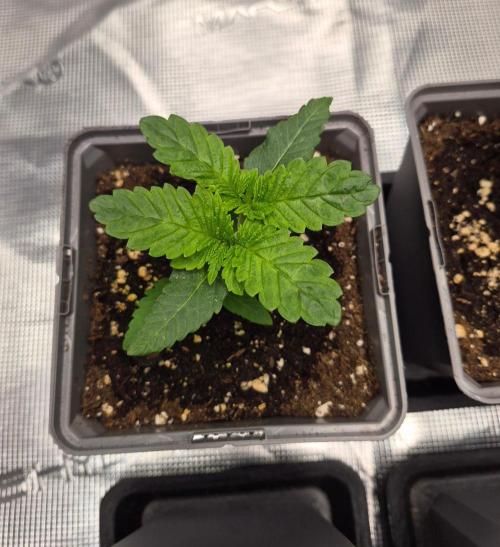 Watermelon Emoji & Pamellowz. Week 3 - Mutated Pamellowz developing 2 heads