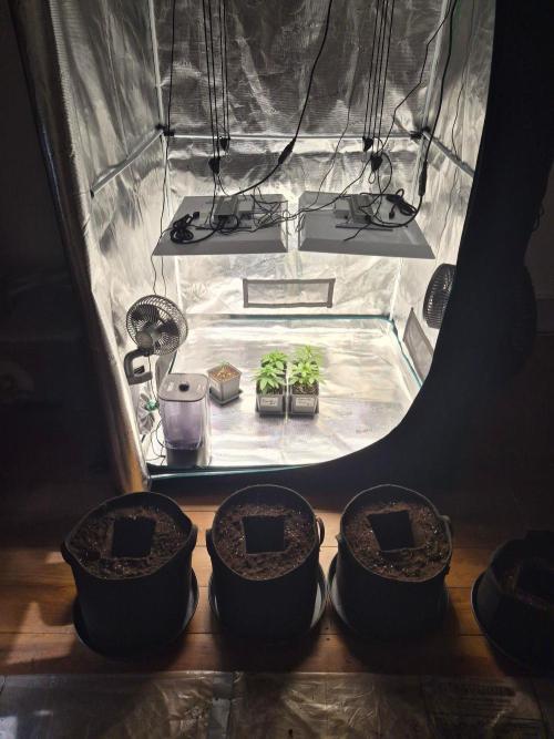 Watermelon Emoji & Pamellowz. Week 3 - Transplant-Day