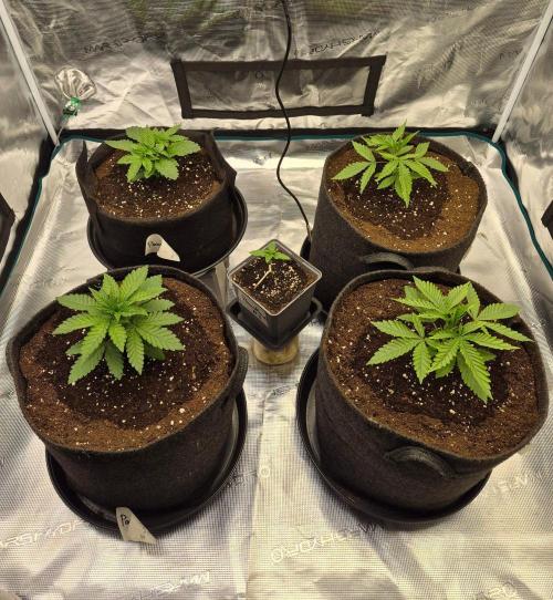 Watermelon Emoji & Pamellowz. Week 3 - Day 19 post transplantation