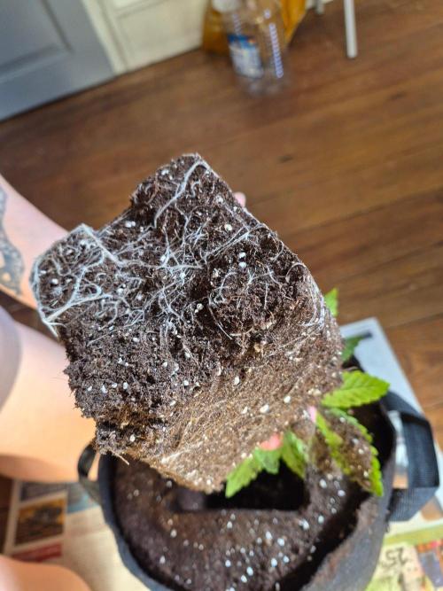 Watermelon Emoji & Pamellowz. Week 4 - Transplanted Pamellowz #3
