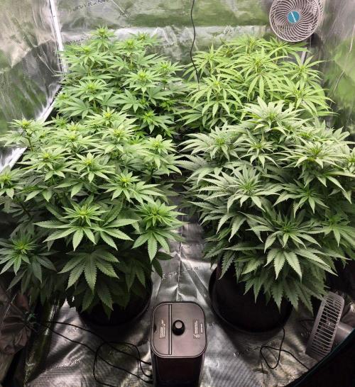 Watermelon Emoji & Pamellowz. Week 8 - Day 12 Flower 