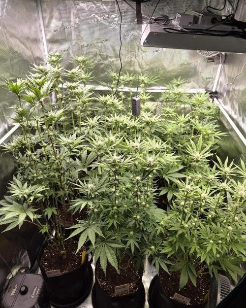 Fx3, Pink Milk & Limonario. Week 9 - Day 22 flower 