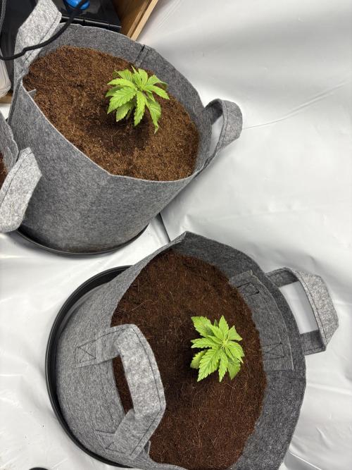 Biscotti skittlz & grape punch 💨. Week 3