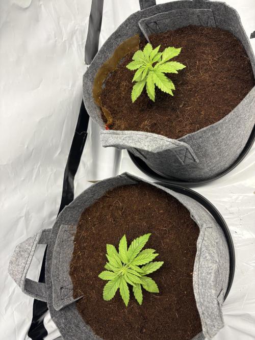 Biscotti skittlz & grape punch 💨. Week 3