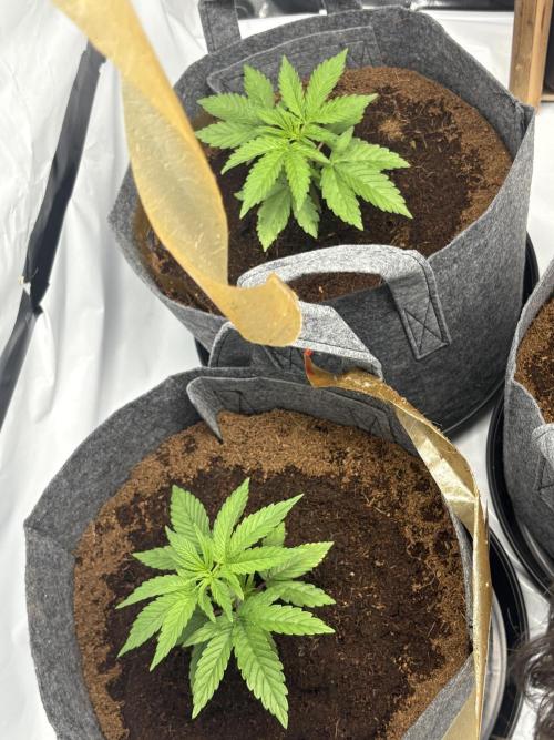 Biscotti skittlz & grape punch 💨. Week 4