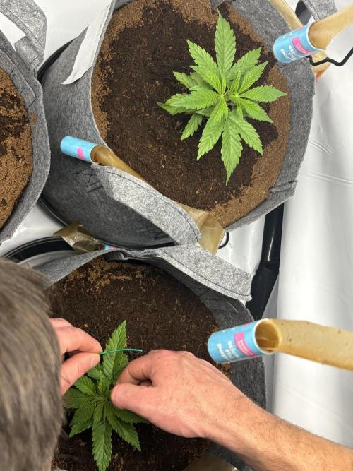 Biscotti skittlz & grape punch 💨. Week 4