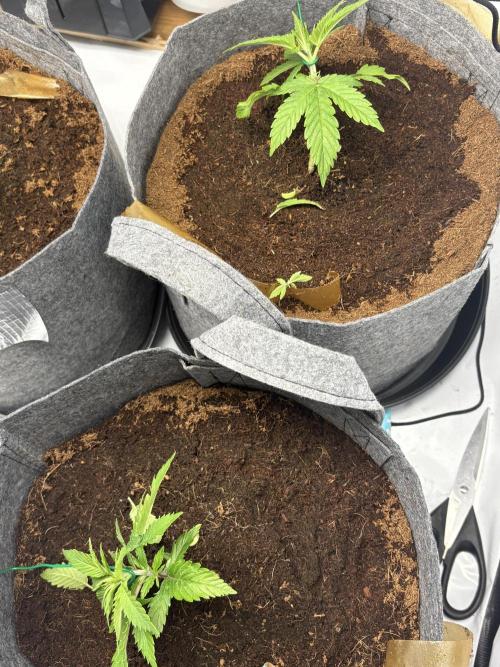 Biscotti skittlz & grape punch 💨. Week 4