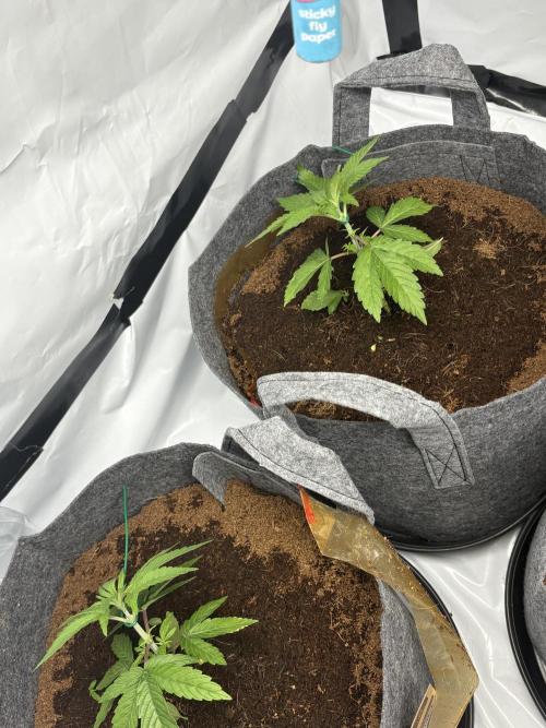 Biscotti skittlz & grape punch 💨. Week 4