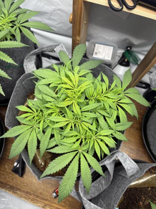 Biscotti skittlz & grape punch 💨. Week 1