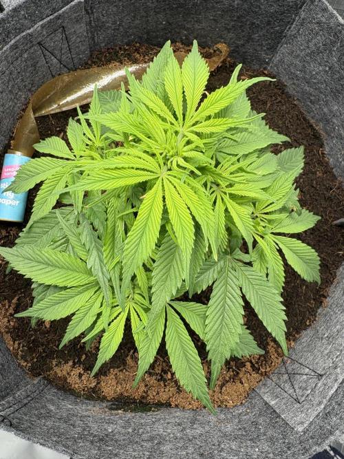 Biscotti skittlz & grape punch 💨. Week 1