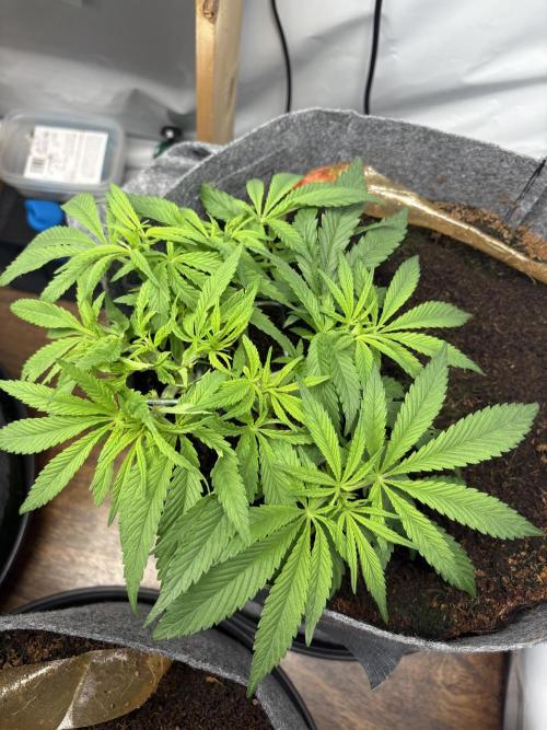 Biscotti skittlz & grape punch 💨. Week 1