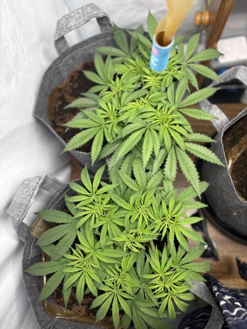 Biscotti skittlz & grape punch 💨. Week 1