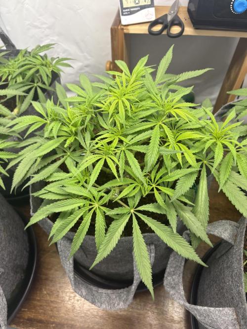 Biscotti skittlz & grape punch 💨. Week 2