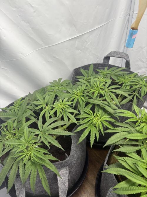 Biscotti skittlz & grape punch 💨. Week 2