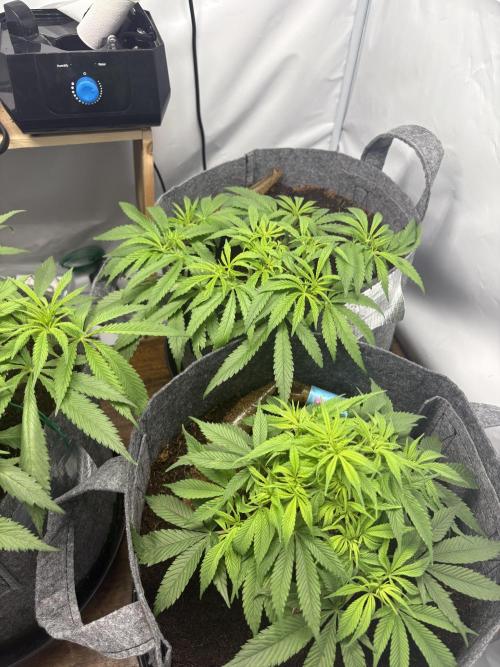 Biscotti skittlz & grape punch 💨. Week 2