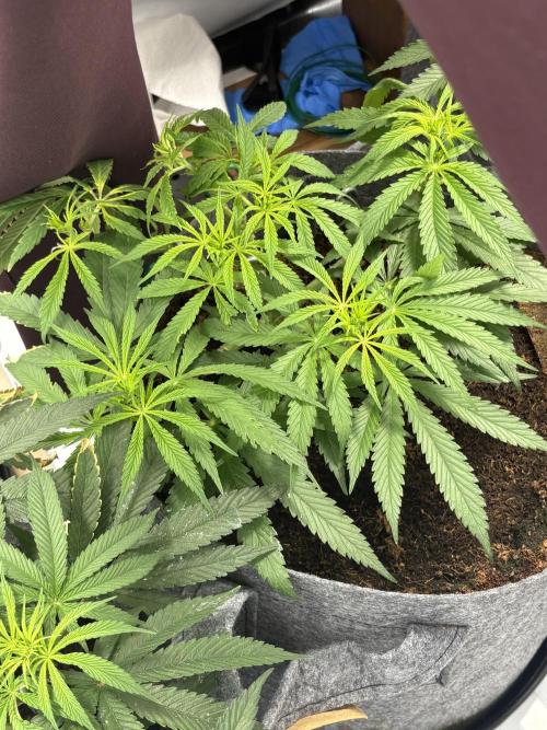 Biscotti skittlz & grape punch 💨. Week 5