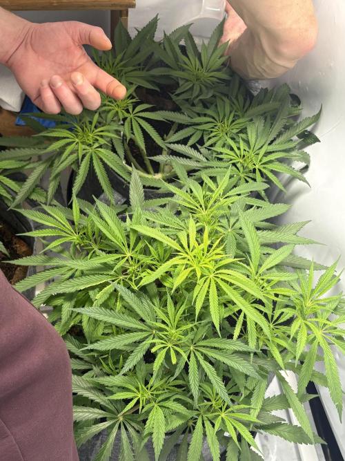 Biscotti skittlz & grape punch 💨. Week 5