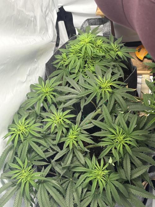 Biscotti skittlz & grape punch 💨. Week 5