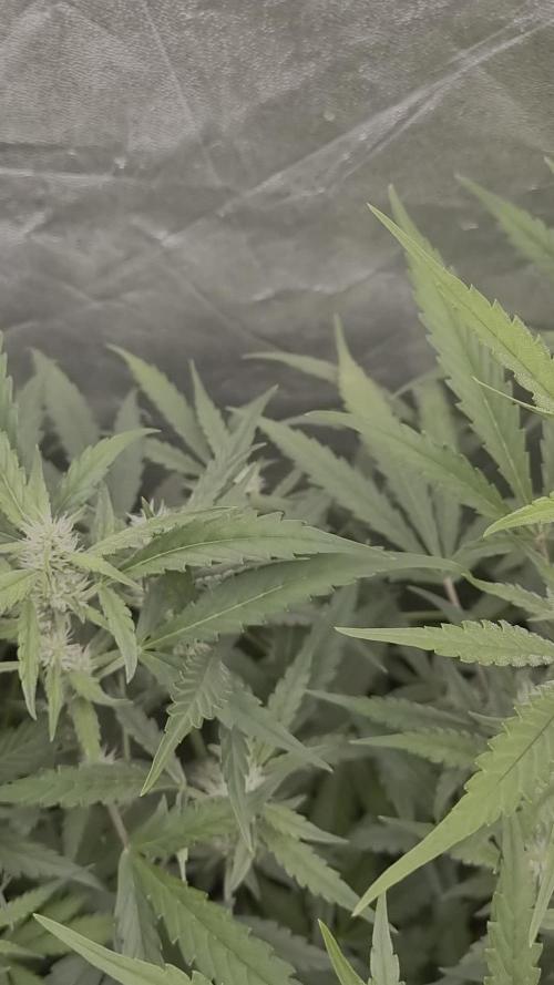 Mimosa / Auto 🍁