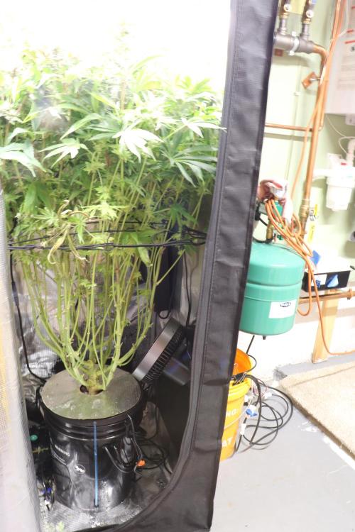 Grow #1 - Garlic Budder - HSC. Week 13