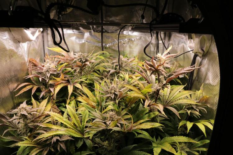 Grow #1 - Garlic Budder - HSC. Week 13