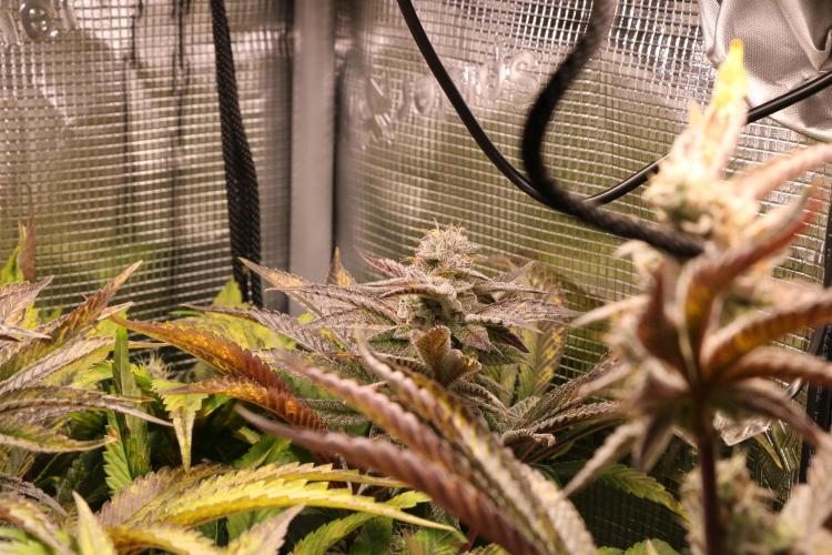 Grow #1 - Garlic Budder - HSC. Week 13