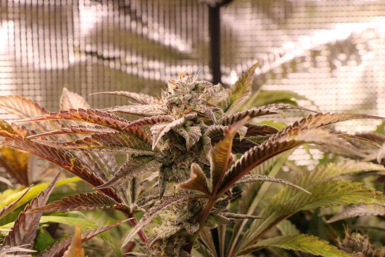 Grow #1 - Garlic Budder - HSC. Week 13