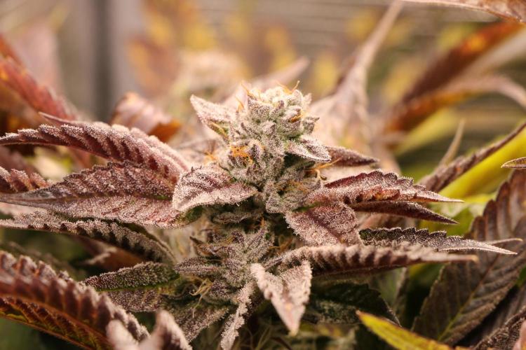 Grow #1 - Garlic Budder - HSC. Week 13