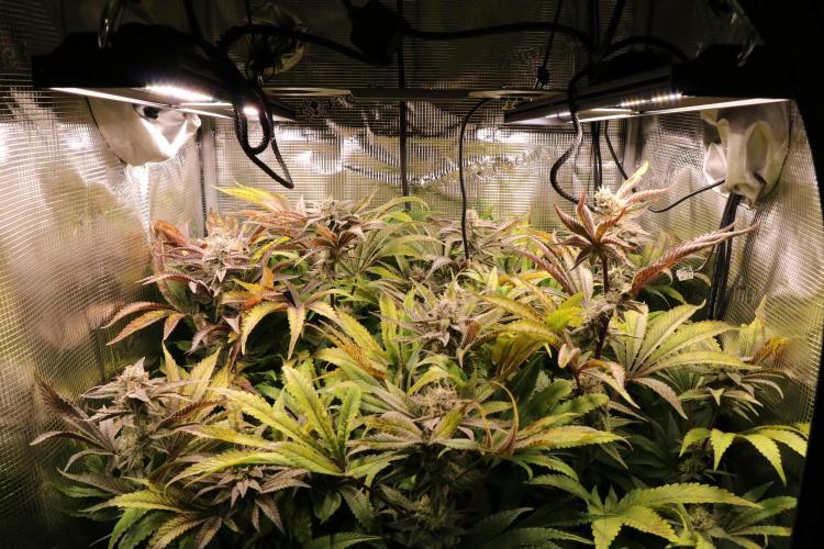 Grow #1 - Garlic Budder - HSC. Week 13