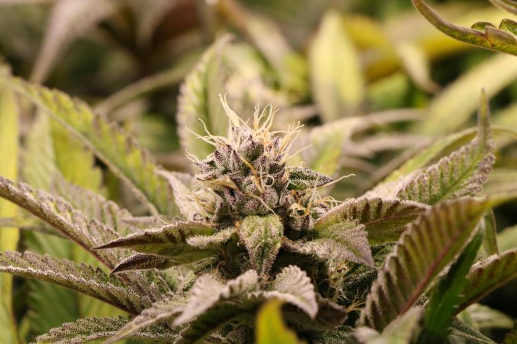 Grow #1 - Garlic Budder - HSC. Week 13