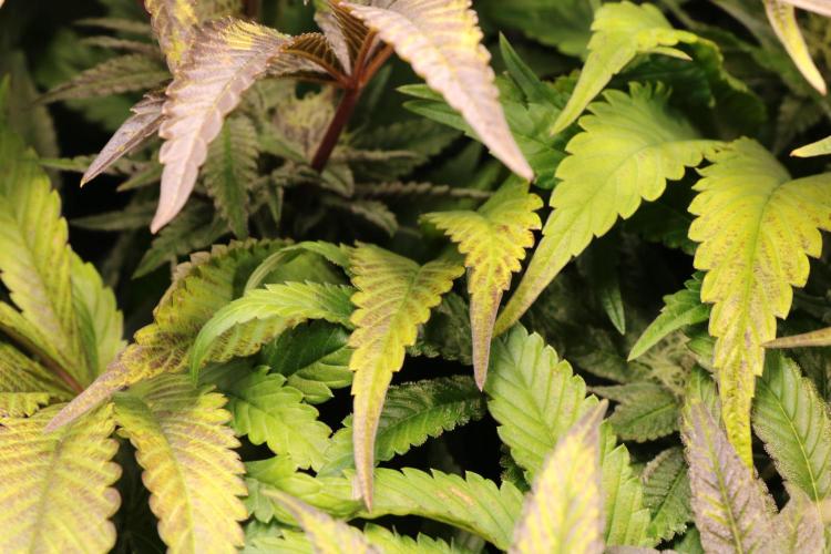 Grow #1 - Garlic Budder - HSC. Week 13