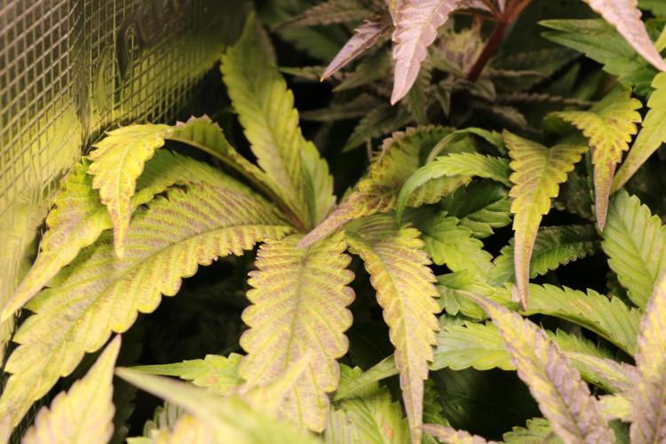 Grow #1 - Garlic Budder - HSC. Week 13