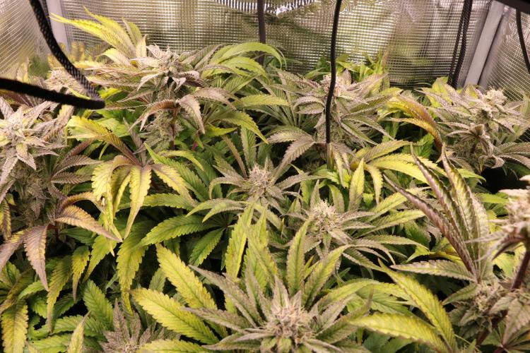 Grow #1 - Garlic Budder - HSC. Week 13