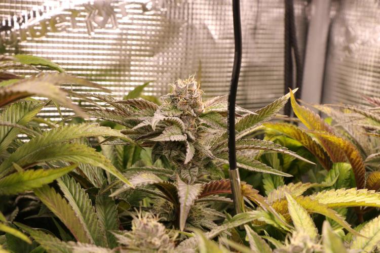 Grow #1 - Garlic Budder - HSC. Week 13