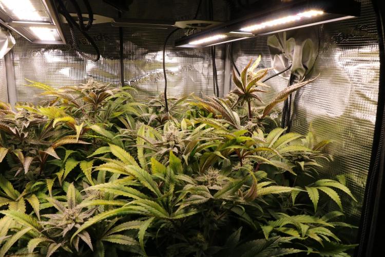 Grow #1 - Garlic Budder - HSC. Week 13