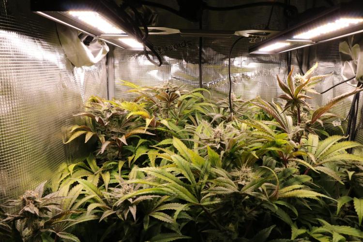 Grow #1 - Garlic Budder - HSC. Week 13