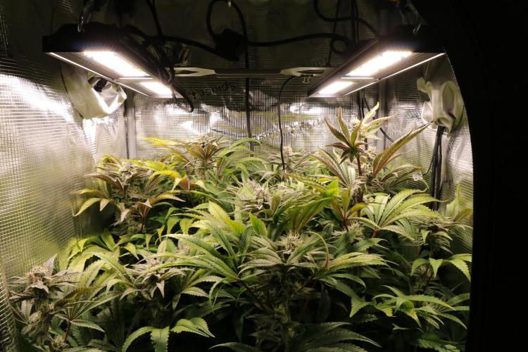 Grow #1 - Garlic Budder - HSC. Week 13