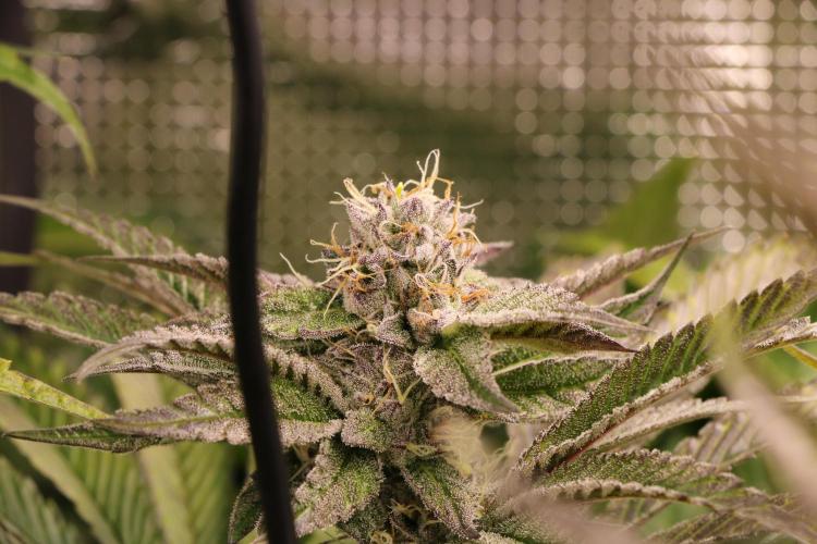 Grow #1 - Garlic Budder - HSC. Week 13