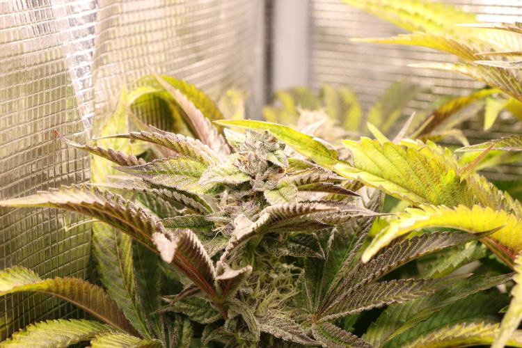 Grow #1 - Garlic Budder - HSC. Week 13