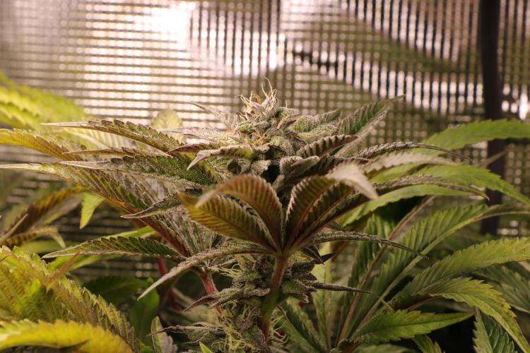 Grow #1 - Garlic Budder - HSC. Week 13