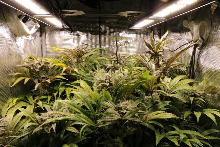 Grow #1 - Garlic Budder - HSC. Week 13