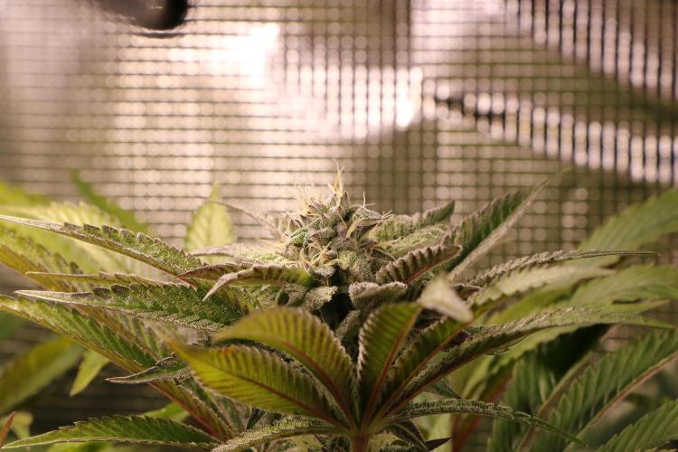 Grow #1 - Garlic Budder - HSC. Week 13