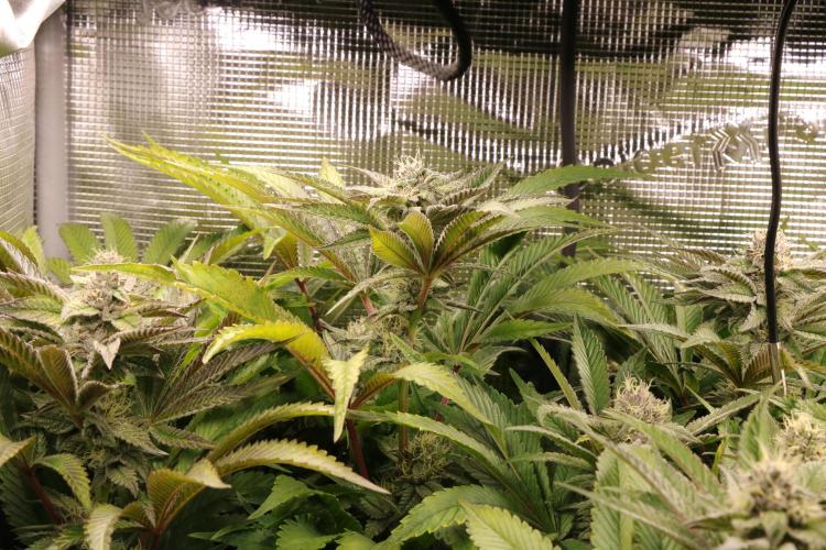 Grow #1 - Garlic Budder - HSC. Week 13