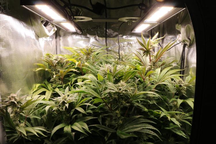 Grow #1 - Garlic Budder - HSC. Week 13