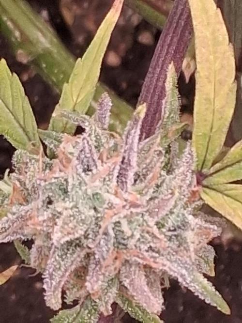 Red Planet. Week 12 - Leaves showing senescence 