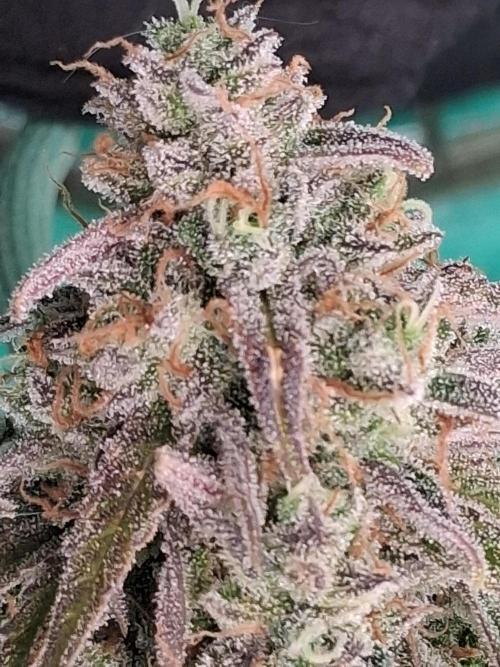 Red Planet. Week 12 - Amber pistles still no amber trichomes but cloudy 
Chopped on day 85